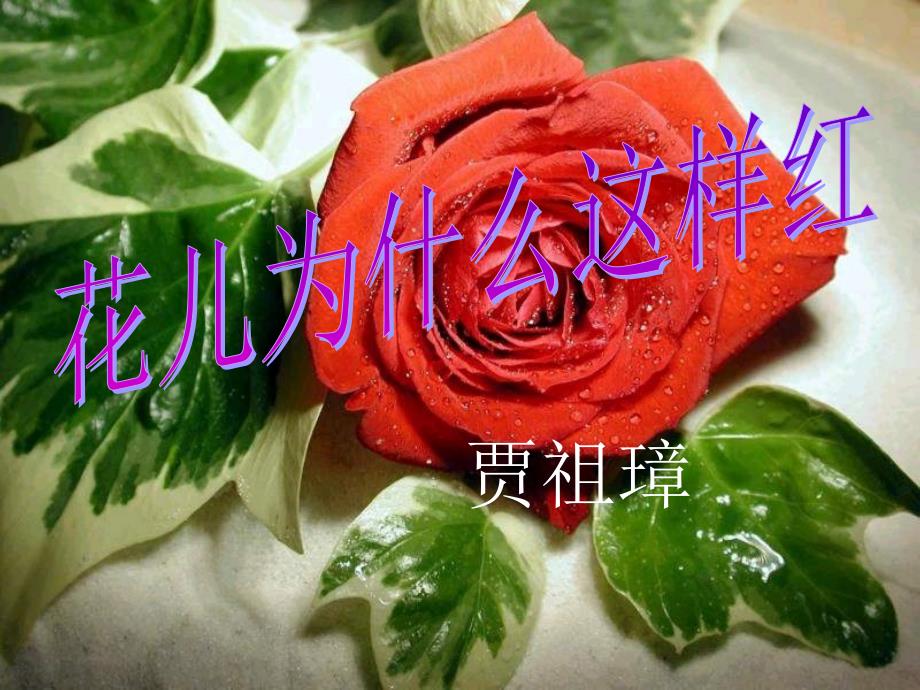 花儿为什么这样红 用_第2页