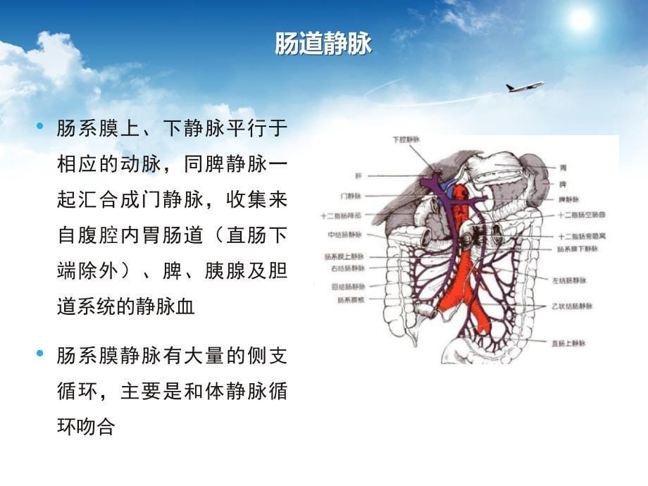 肠系膜血管缺血性疾病PPT课件_第5页