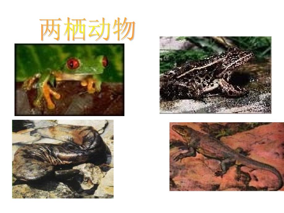 脊椎动物_第4页