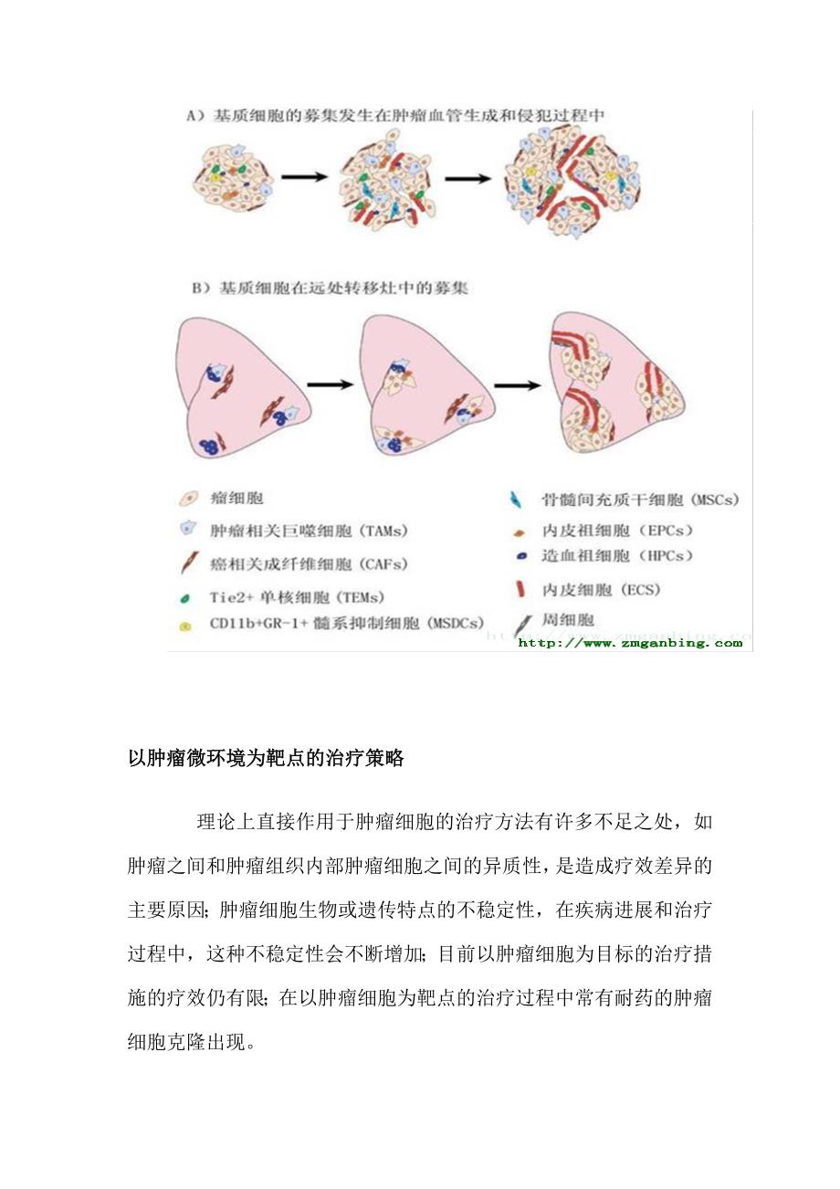 肿瘤微环境 治疗新靶点_第2页