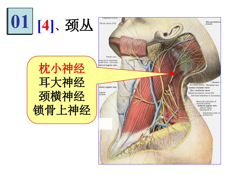 《局部解剖》实验考_第4页