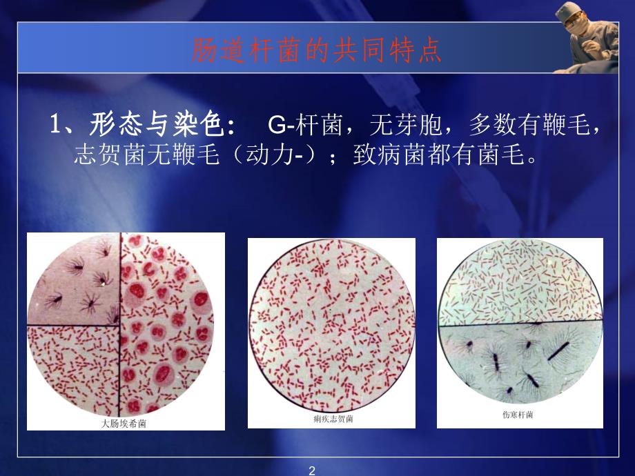 常见病原菌肠道杆菌医学PPT_第2页