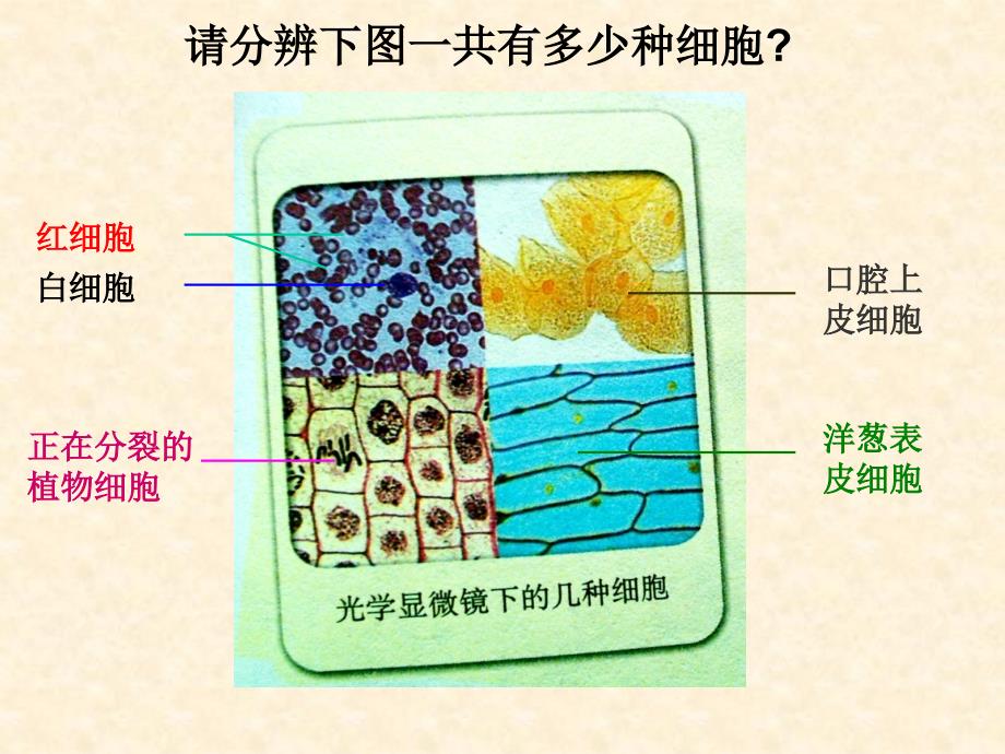 细胞的多样0性与统一性_第1页