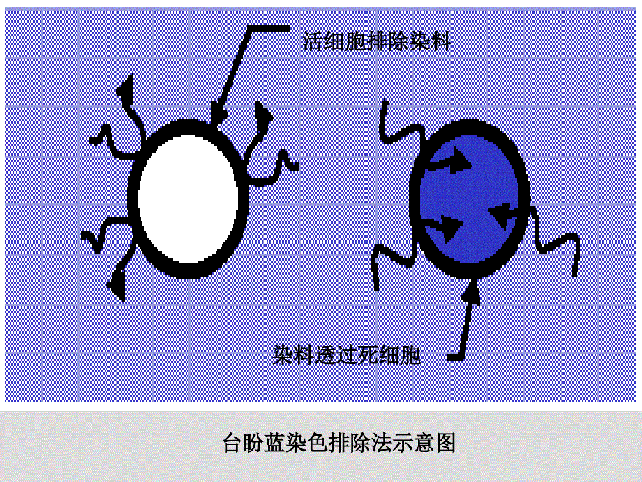 NK杀伤实验_第3页