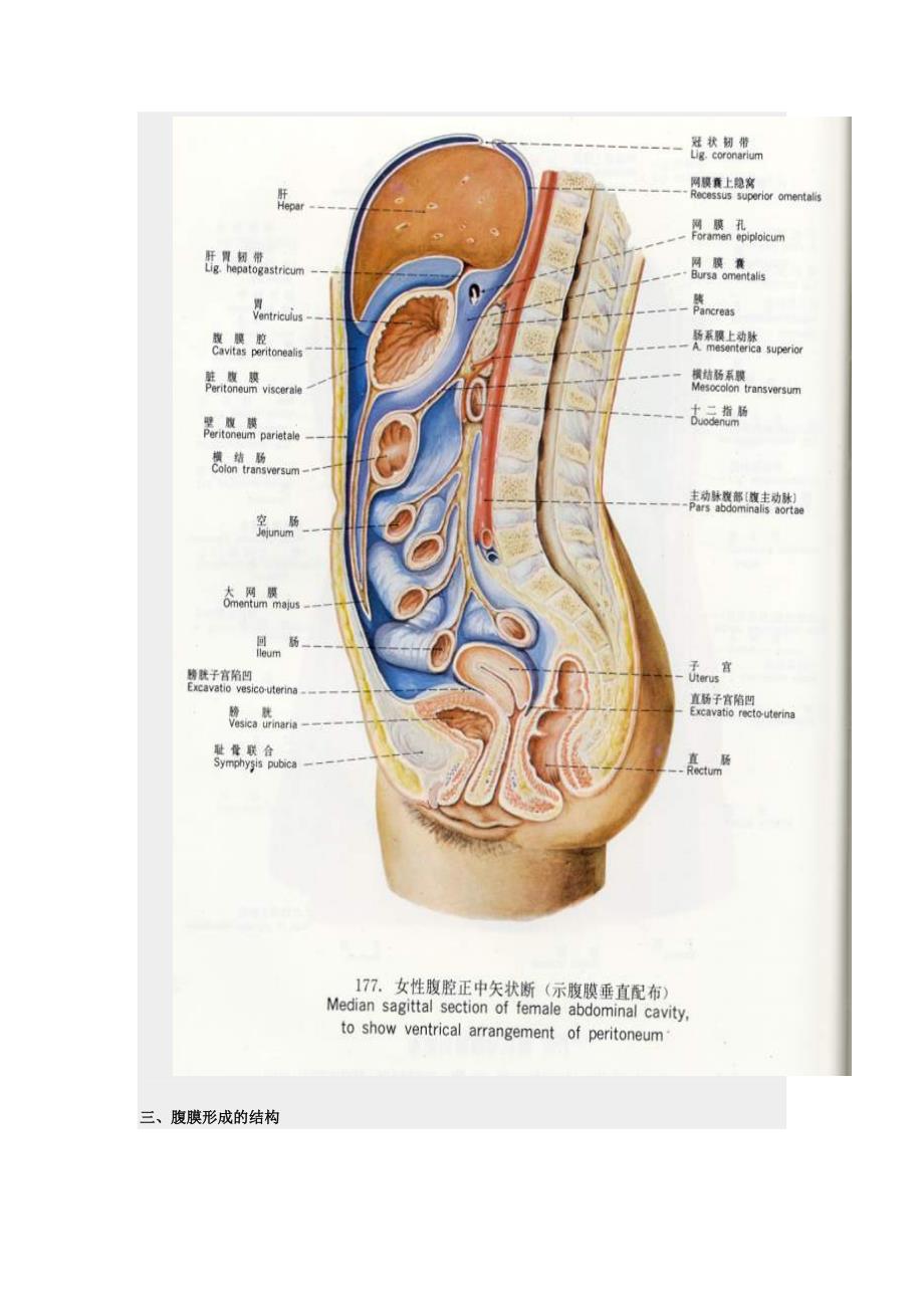 系统解剖学腹膜_第2页