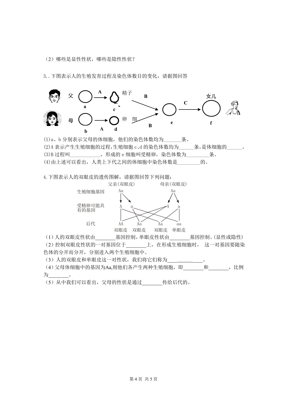 人教版 新课标 2012年八年级下生物期中考试试题_第4页