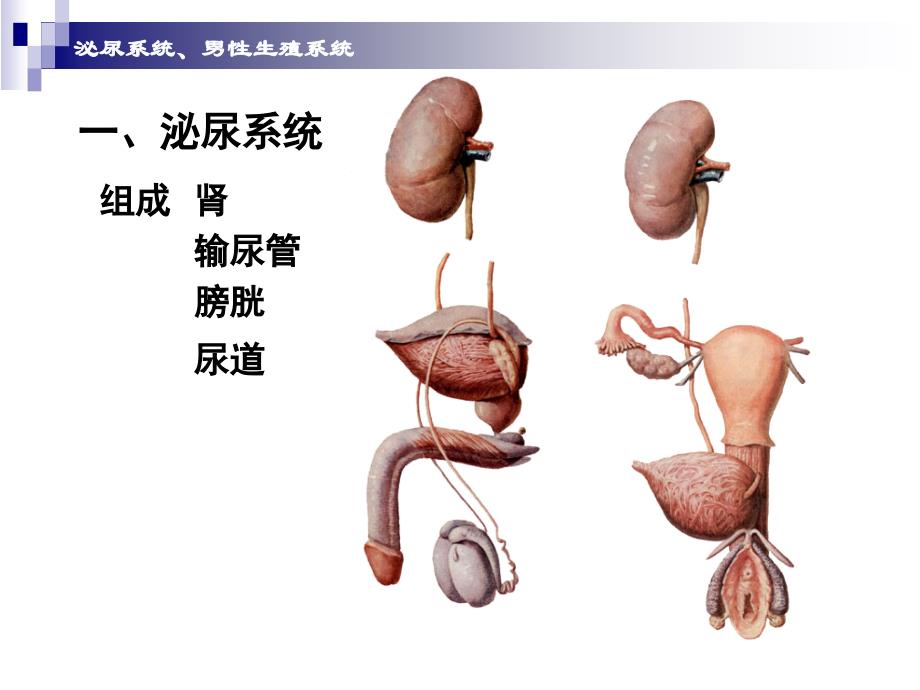 泌尿系统生殖系统_第2页