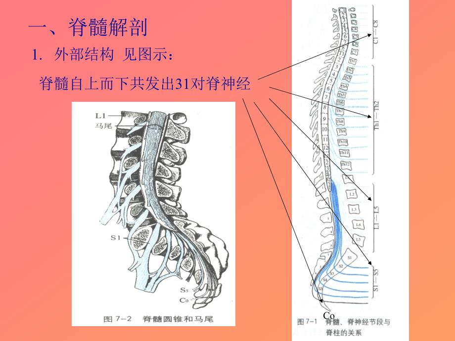 脊髓疾病26150_第3页