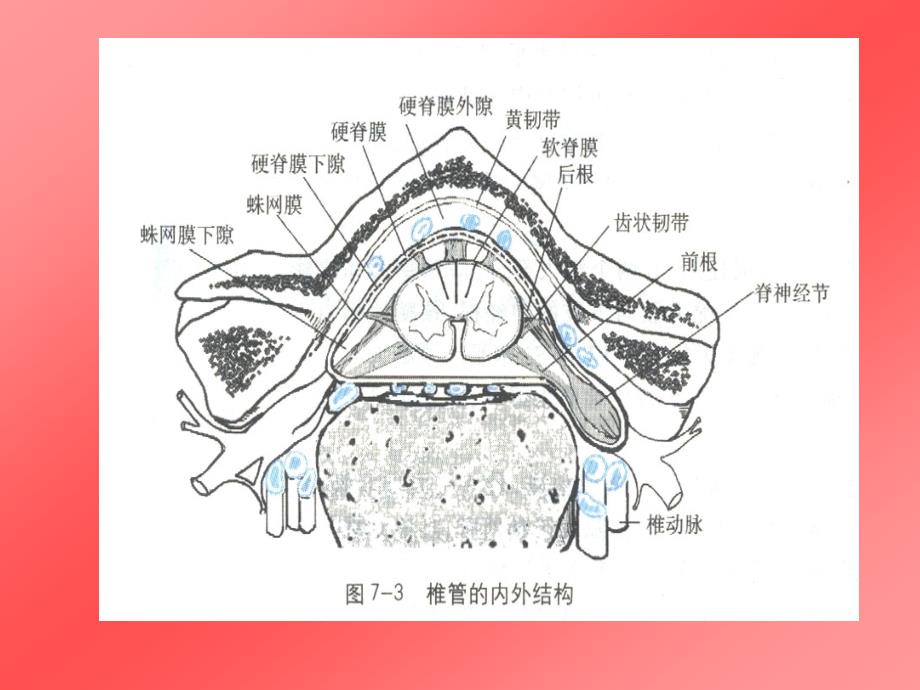 脊髓疾病26150_第4页