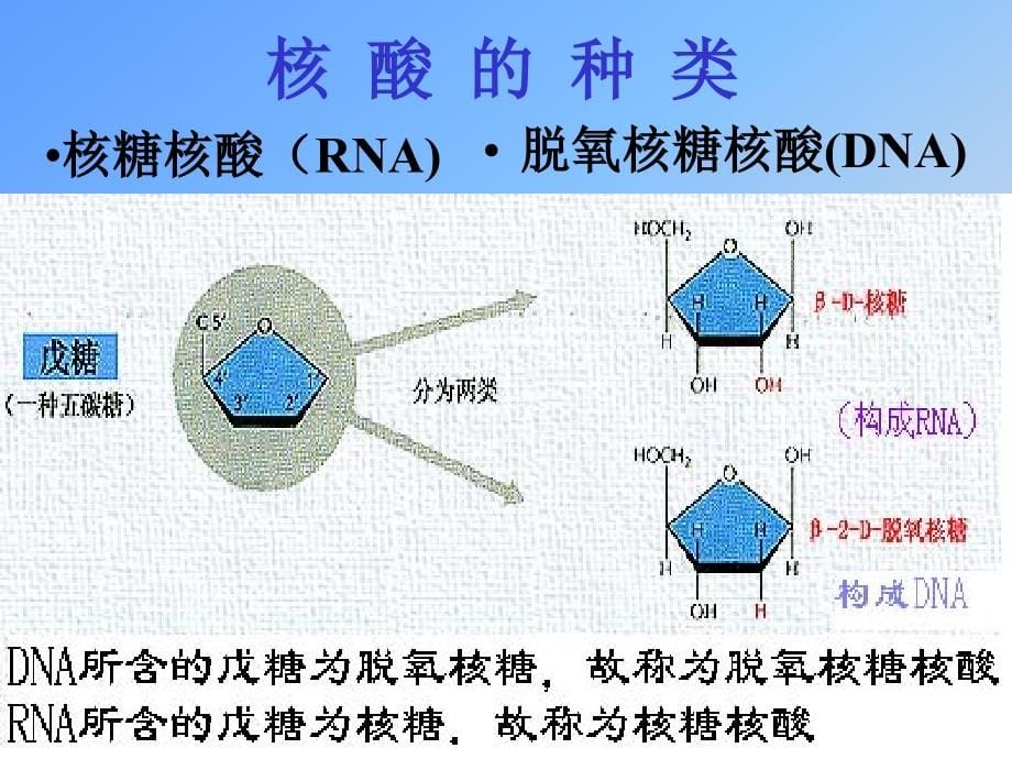 核酸化学与核苷酸代谢_第5页