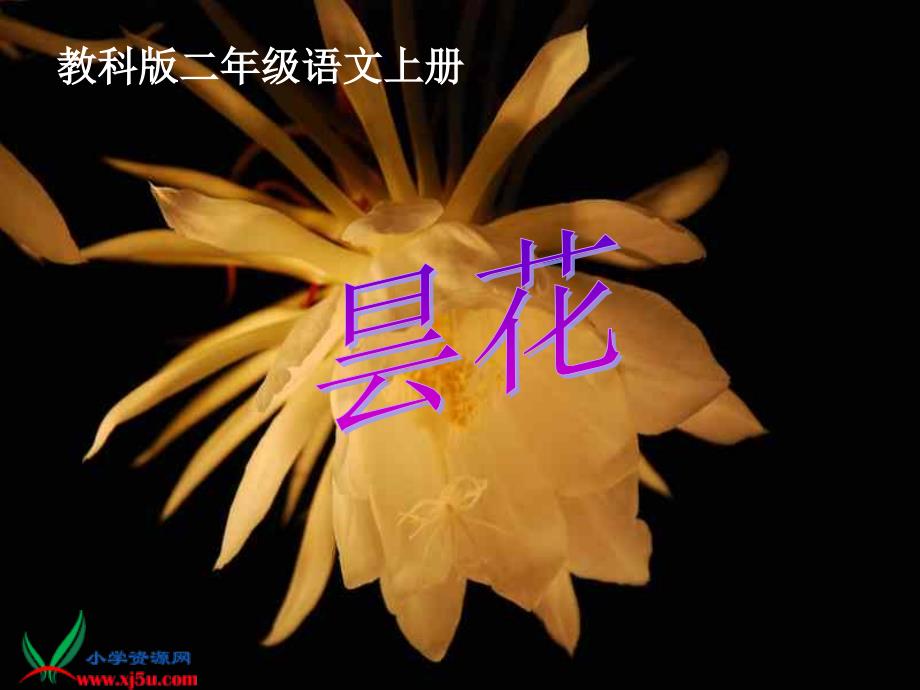 教科版二年级上册《昙花》PPT课件1【最新】_第1页