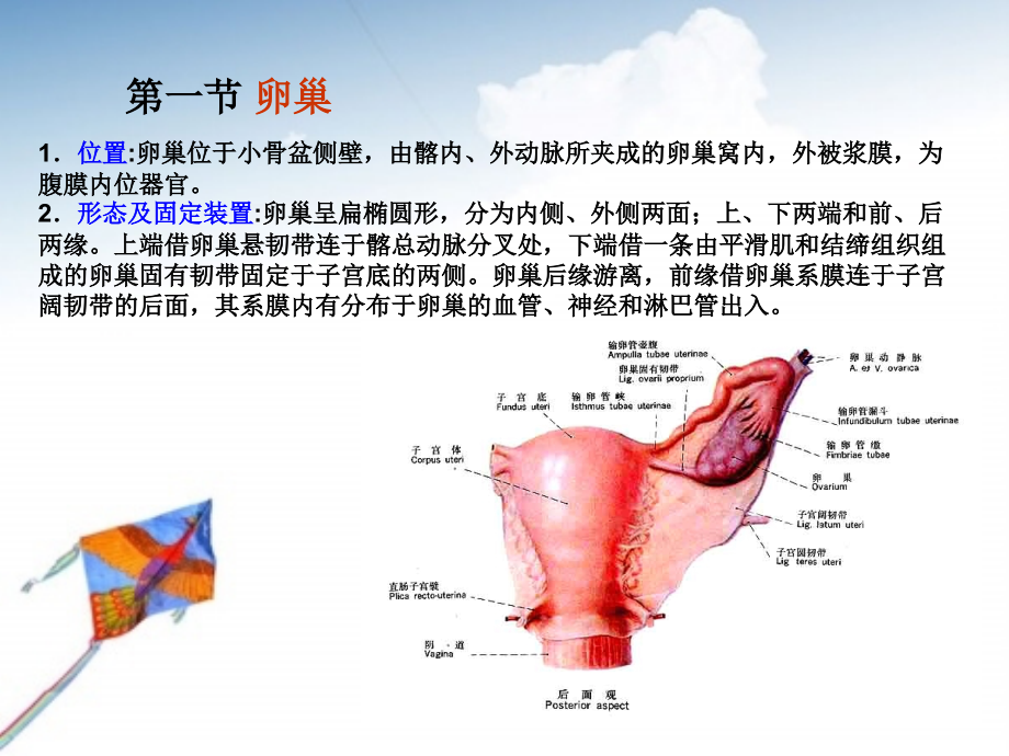 妇科基础知识_第3页