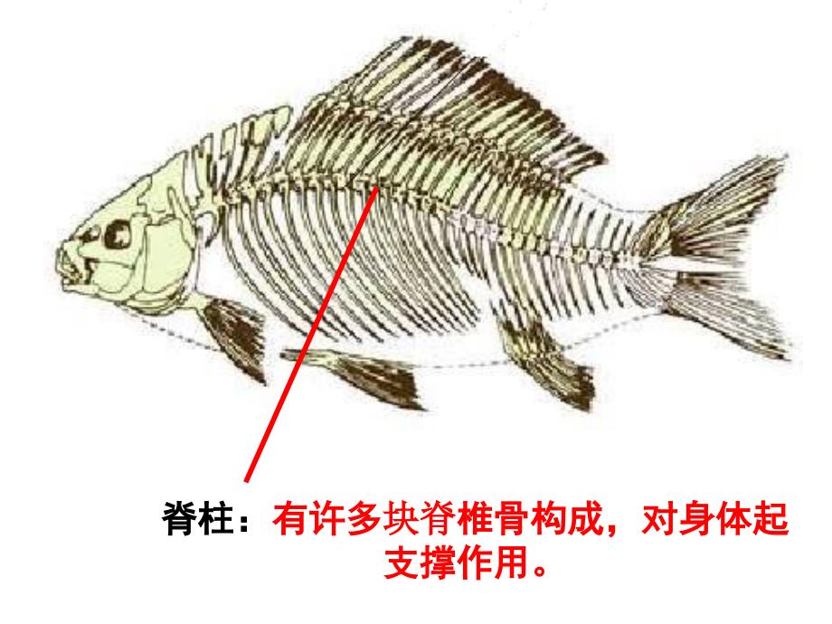 [初中生物]第一章第四节鱼类课件(新人教)_第2页