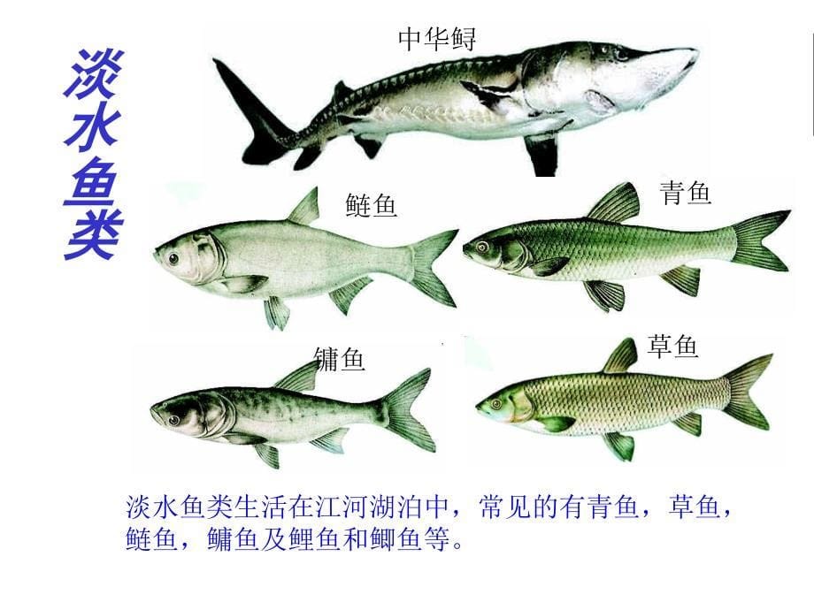 [初中生物]第一章第四节鱼类课件(新人教)_第5页