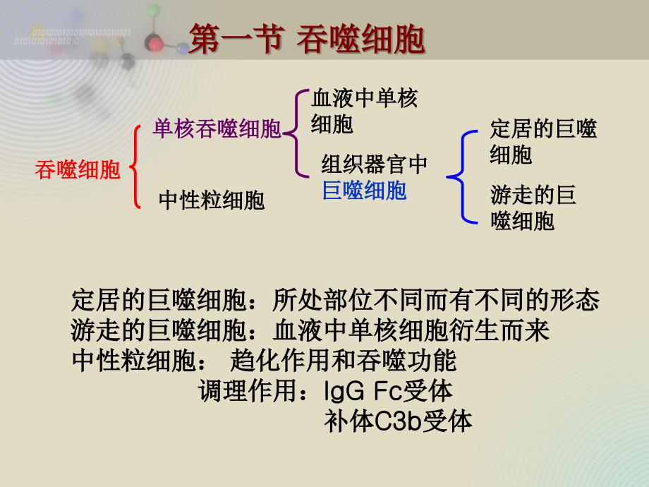 免疫学5-固有免疫的组成细胞_第4页