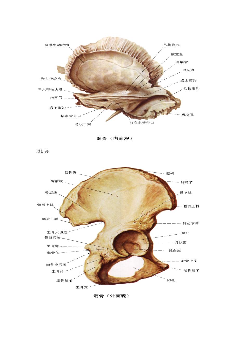 有切迹的骨头_第2页