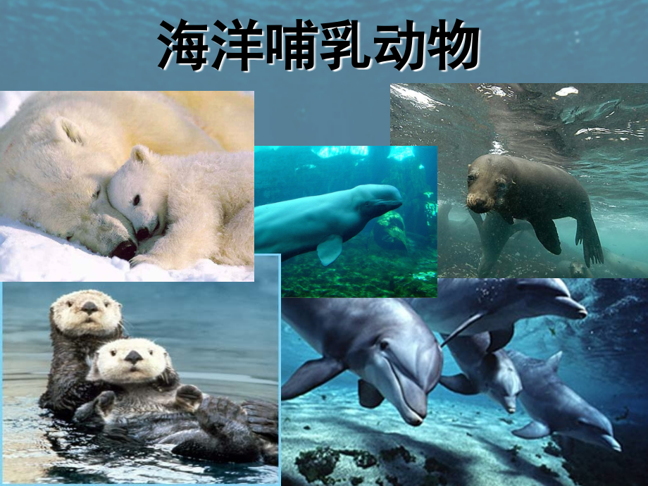 海洋哺乳动物介绍_第1页