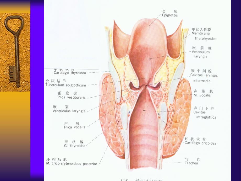 喉科学---教学2_第3页