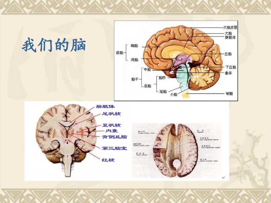 一个脑还是两个脑_第3页