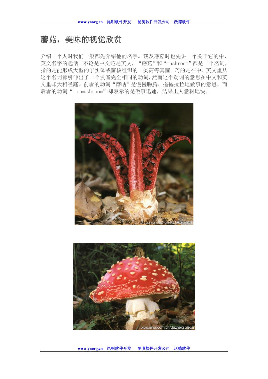 蘑菇,美味的视觉欣赏_第1页