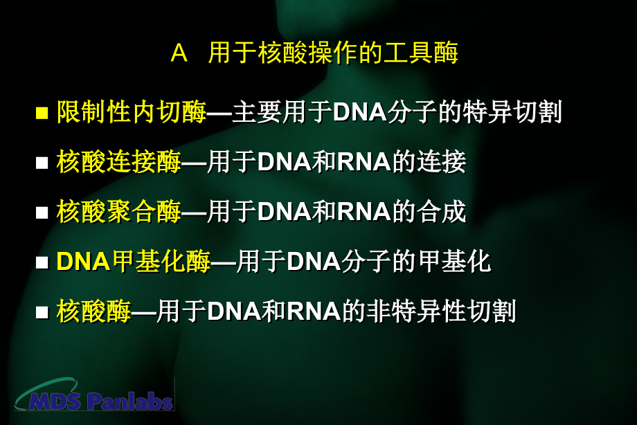 限制酶【精美生物医学课件】_第3页