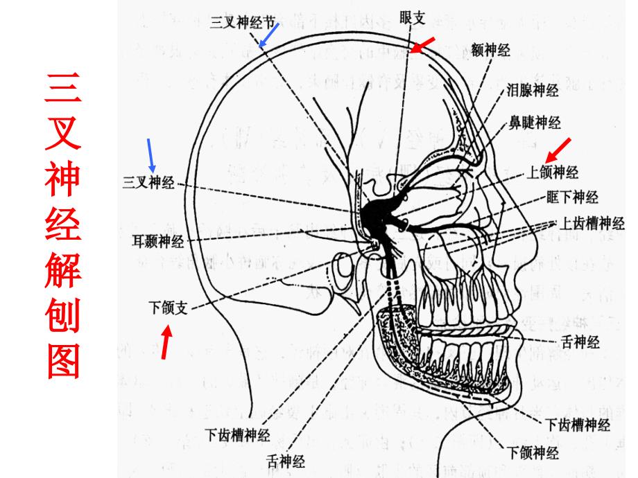 怎么区别是不是三叉神经痛_第2页