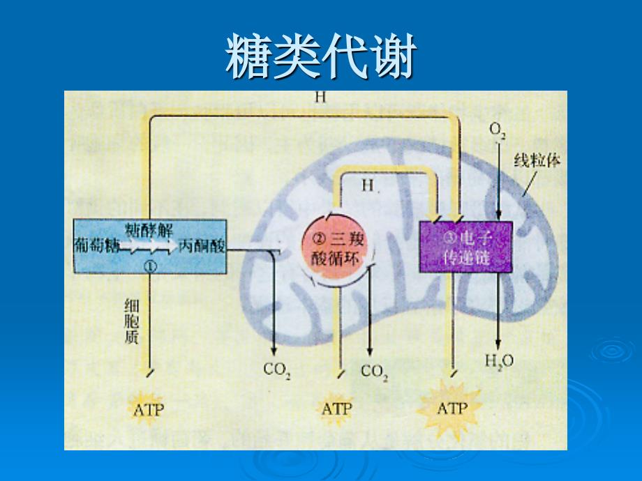 生物体内的营养物质转化(上海高中生物)_第3页