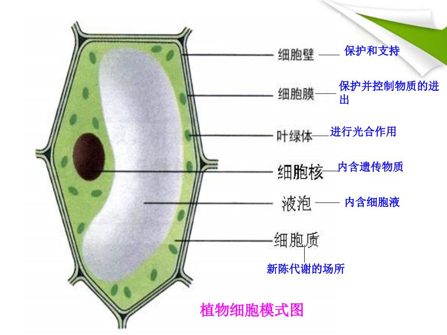 七年级生物上册_观察植物_动物细胞实验课课件_人教新课标版_第3页