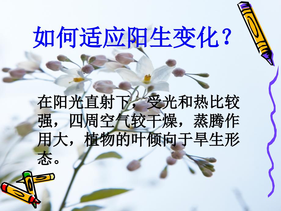 植物营养器官的外部形态,内部结构如何适应阳生和阴生变化？_第3页