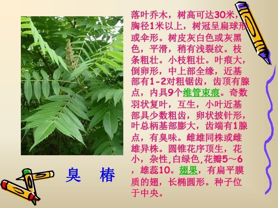 植物营养器官的外部形态,内部结构如何适应阳生和阴生变化？_第5页