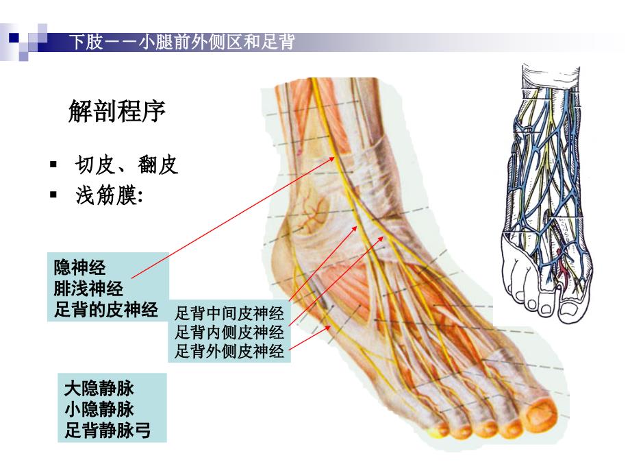 小腿前和足背_第3页