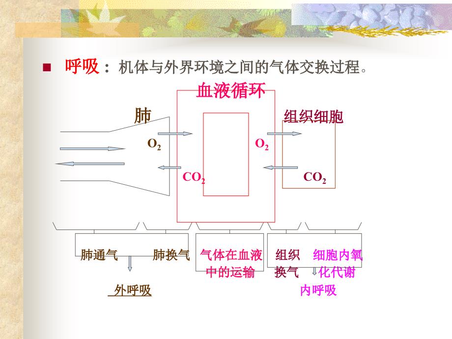 呼吸系统27441_第2页