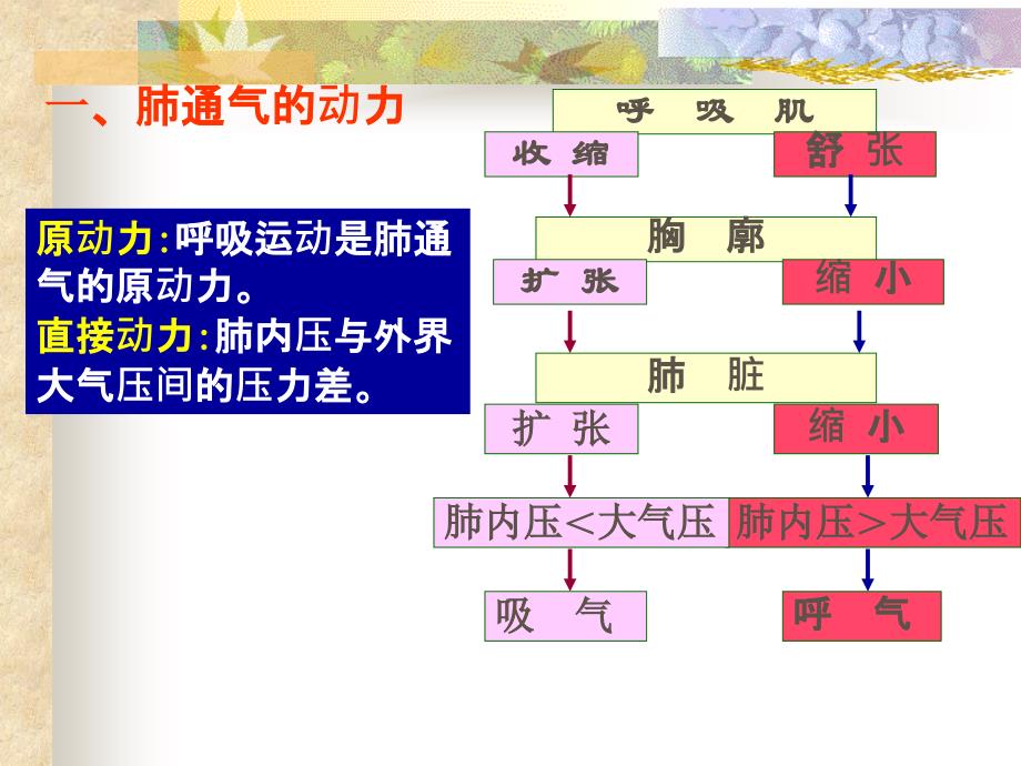 呼吸系统27441_第4页