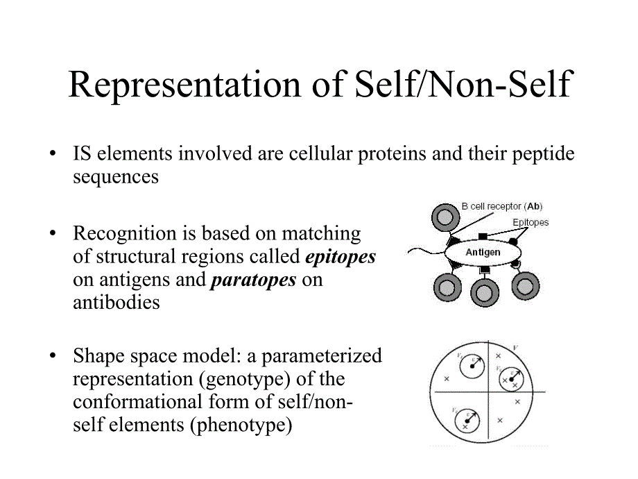 Immune System Metaphors Applied to Intrusion Detection and ：免疫系统应用于入侵检测和隐喻_第4页