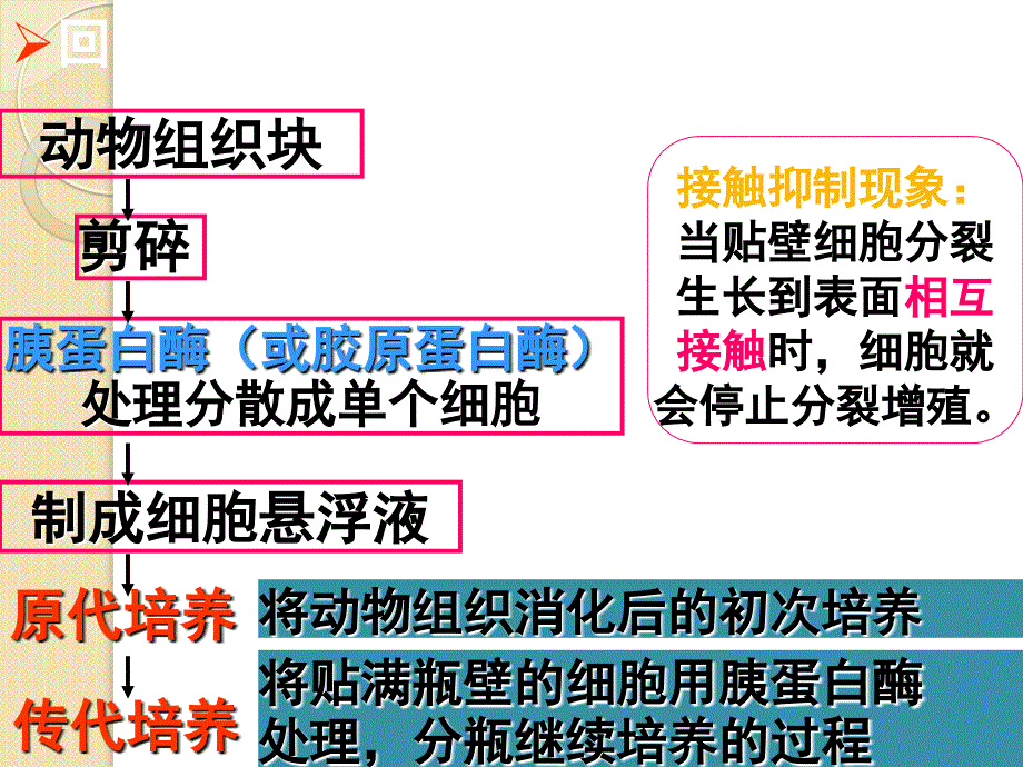 生物：2.2.1《动物细胞培养和核移植技术》课件(新人教版选修3)湖南师大_第2页