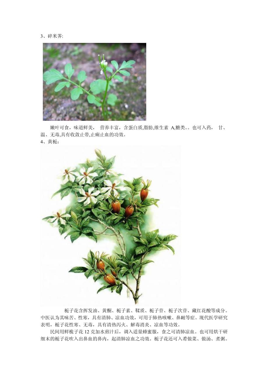 常见可食用野生植物_第3页