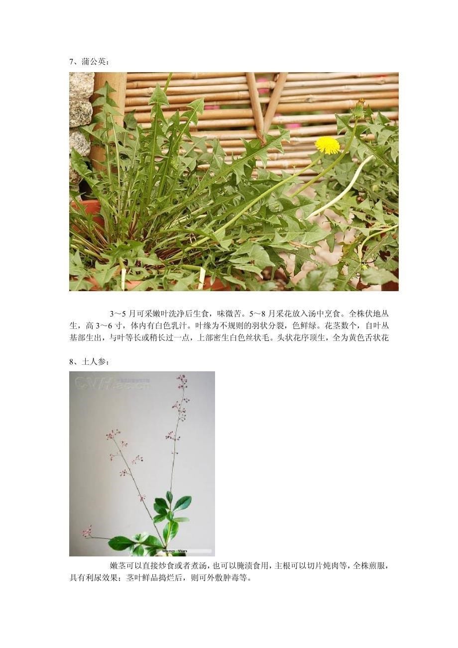 常见可食用野生植物_第5页