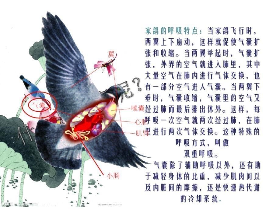 鸟类与昆虫 陈宁意 奚千叶_第5页