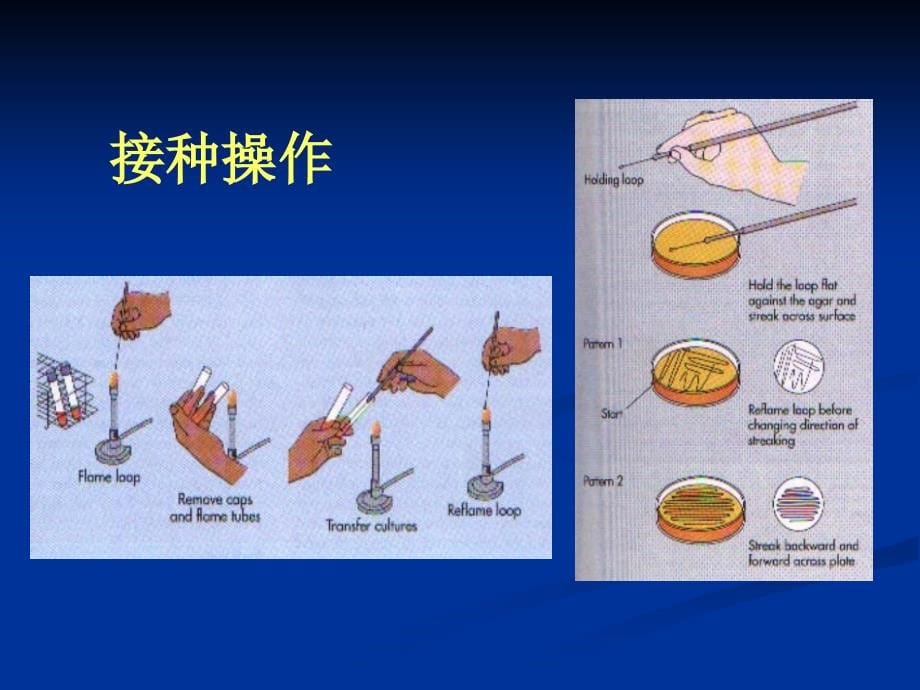 第2章微 生物的纯培养和显微技术_第5页