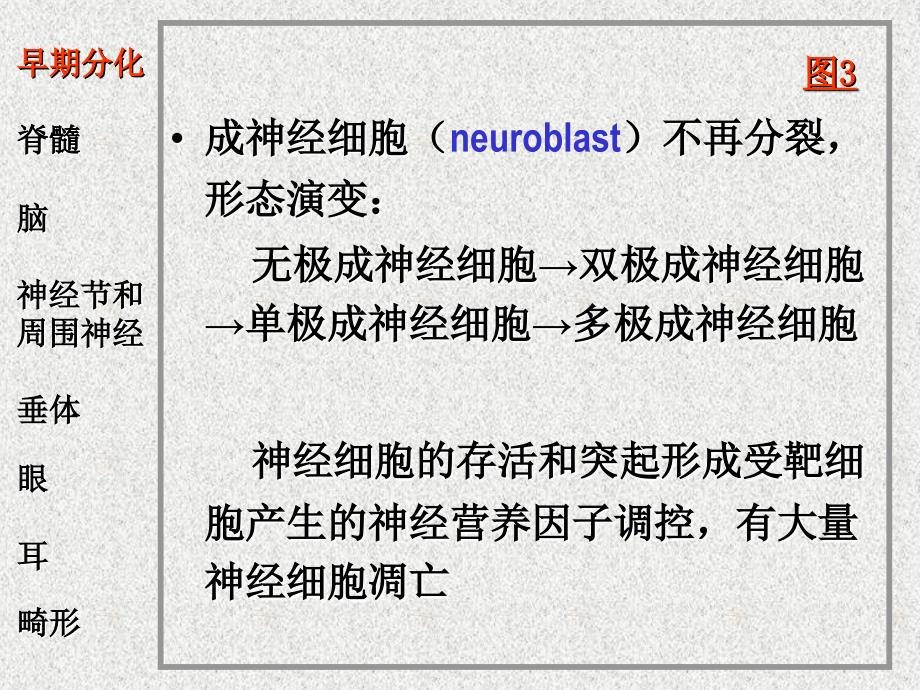 26神经系统和眼耳的发生_第4页