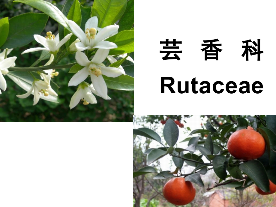 药用植物学-芸香科完整_第1页