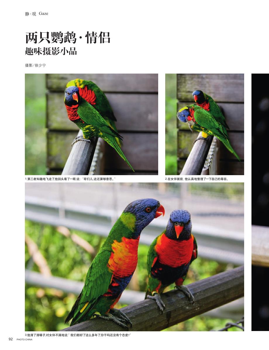 两只鹦鹉情侣趣味摄影小品_第1页