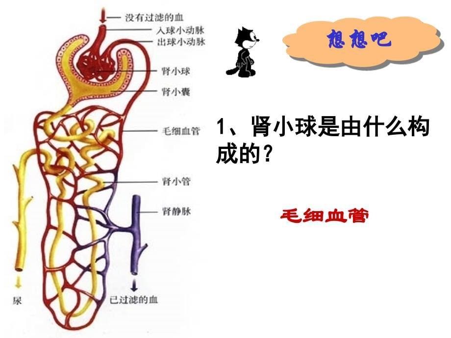 泌尿系统_第5页