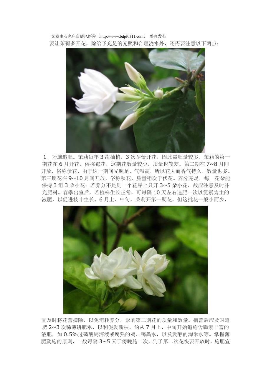 盆栽茉莉花栽培养殖呢_第1页