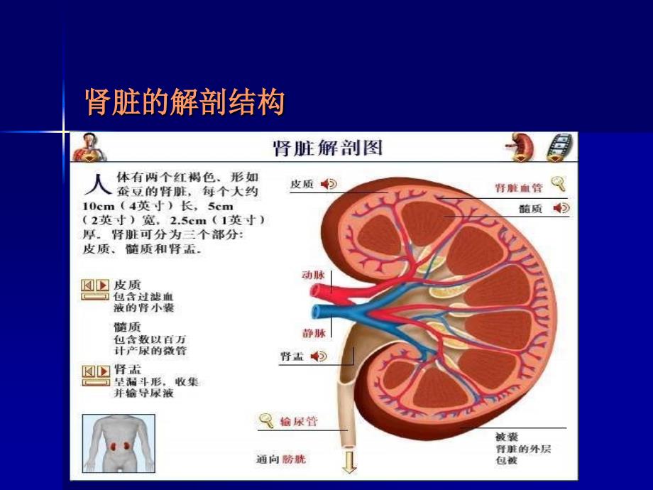 泌尿系疾病超声诊断_第4页