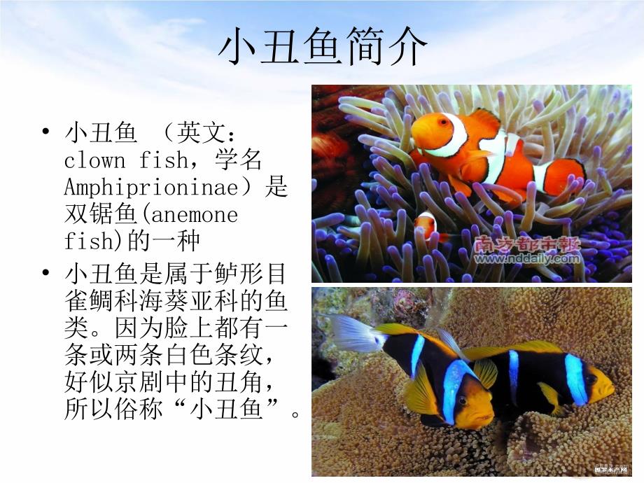 生物信息学.ppt_第4页