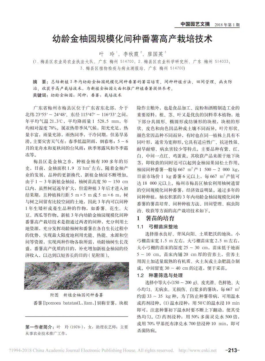 幼龄金柚园规模化间种番薯高产栽培技术_第1页