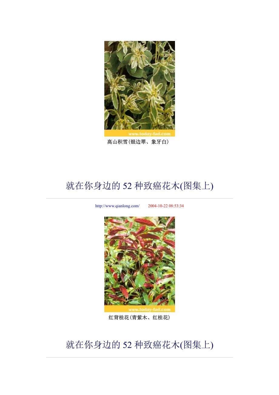 就在你身边的52种致癌花木_第5页