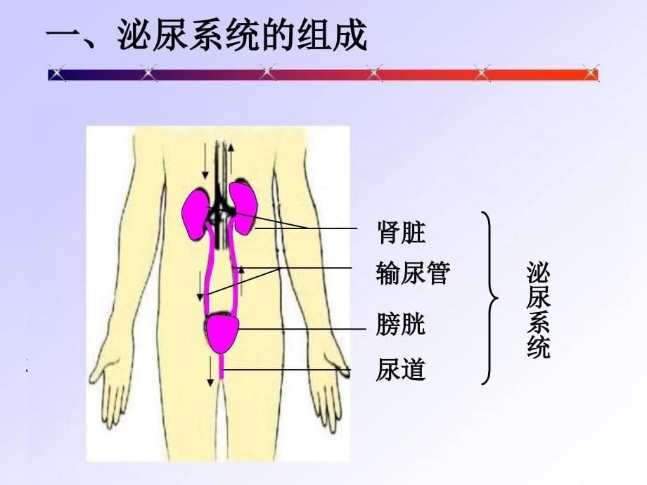 人教版七年级生物下第五章人体内废物的排出课件_第5页