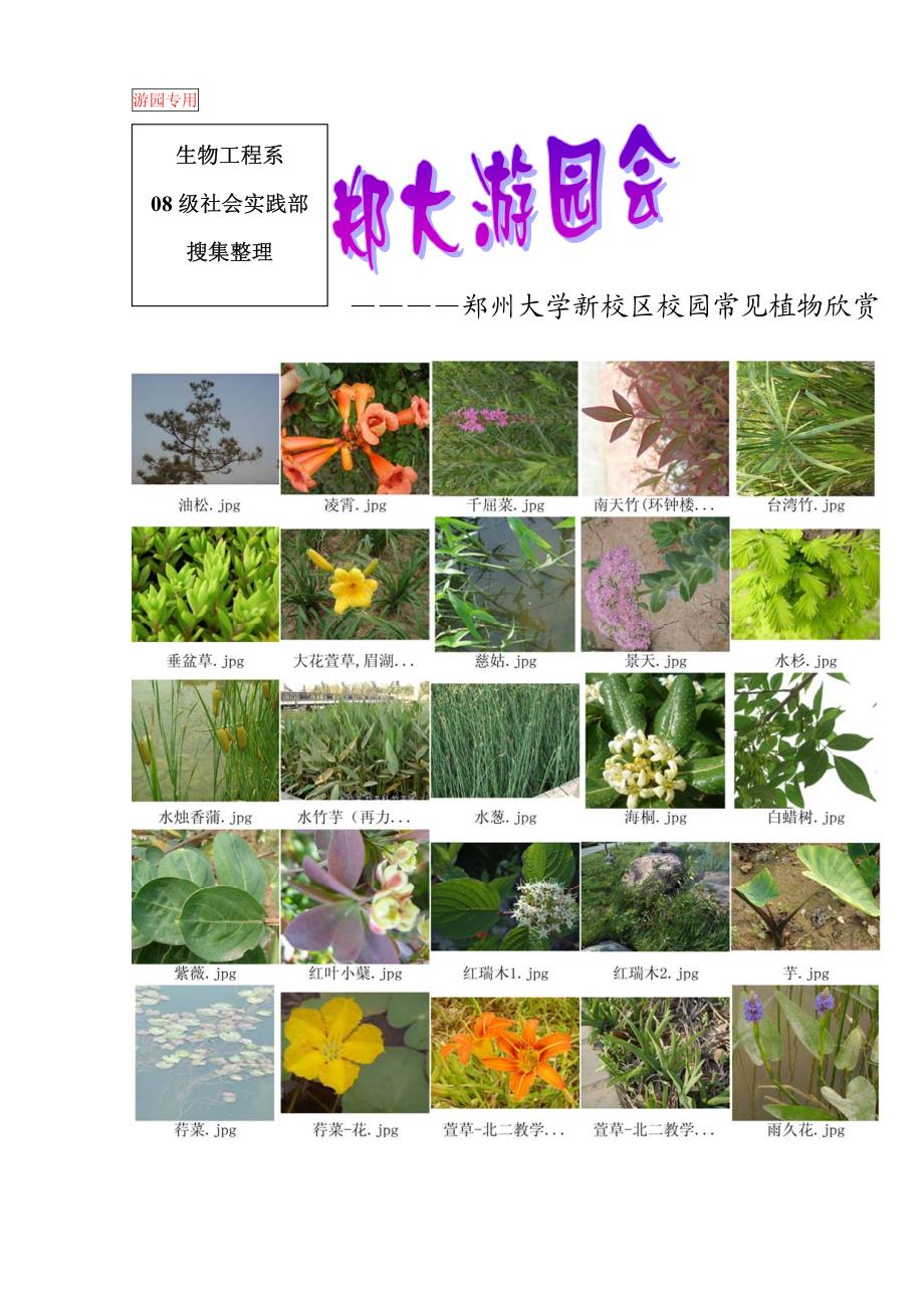 郑州大学新校区校园常见植物欣赏_第1页